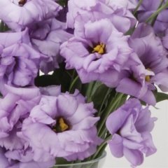 Polka Lavender Katmerli Lisianthus Çiçeği Fidesi (5 Adet)