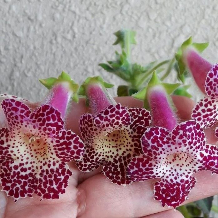 Özel Maja Kohleria Japon Küpelisi Çiçeği Fidesi (Mini Potta)