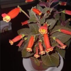 Özel Brasil Gem Kohleria Japon Küpelisi Çiçeği Fidesi (Mini Potta)