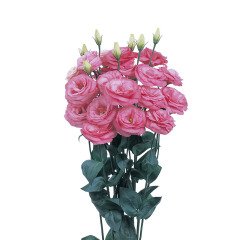 Clear Pink (Pembe) Katmerli Lisianthus Çiçeği Fidesi (5 Adet)