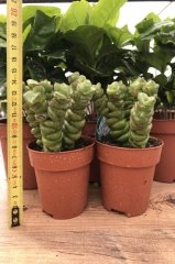 Crassula Fantasy Sukulent İthal (8.5 Saksıda İthal Ürün)