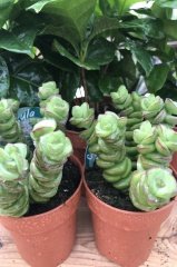 Crassula Fantasy Sukulent İthal (8.5 Saksıda İthal Ürün)