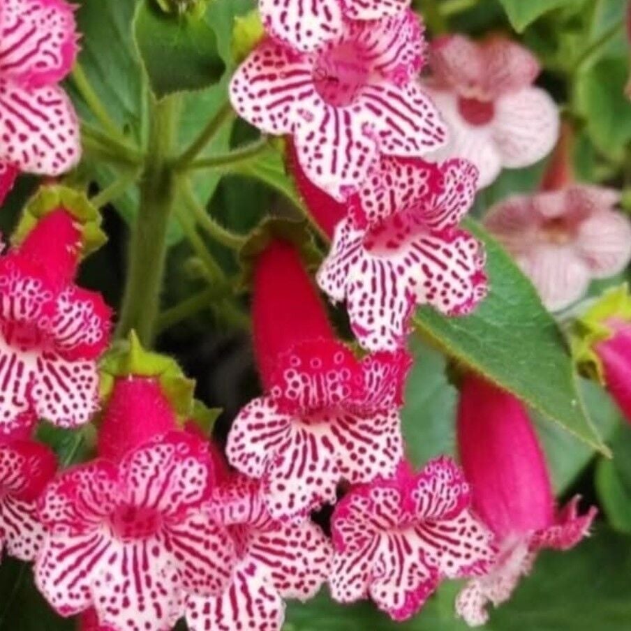 Özel Frances Kohleria Japon Küpelisi Çiçeği Fidesi (Mini Potta)