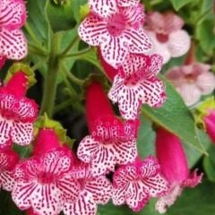 Özel Frances Kohleria Japon Küpelisi Çiçeği Fidesi (Mini Potta)