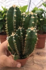 Radyasyon Emici Cereus Florida Kaktüs (8.5 luk Saksıda)