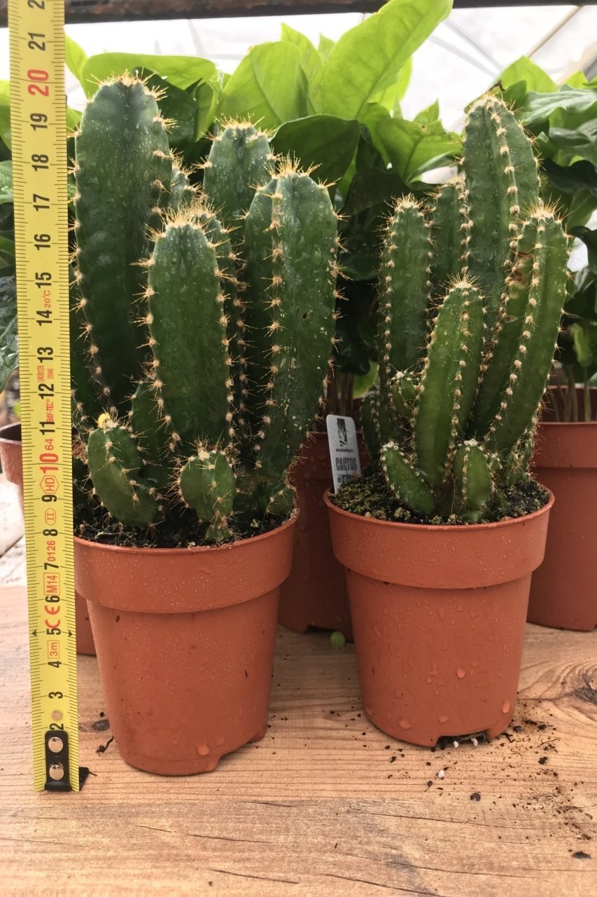 Radyasyon Emici Cereus Florida Kaktüs (8.5 luk Saksıda)