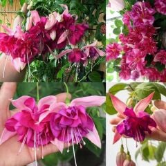 XXL Dev Çiçekli Bella Rosella Küpe Çiçeği Fidesi(1 Fide)