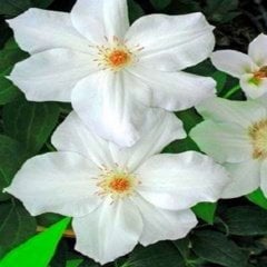 Beyaz Orman Asması Çiçeği Fuyu No Tabi Clematis Çiçeği (1 Kök)