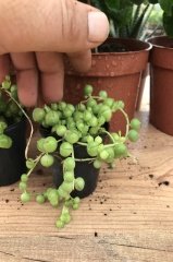 Senecio Herrianus Tesbih Çiçeği Boncuk Sukulent  (5.5 luk Saksıda)