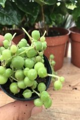 Senecio Herrianus Tesbih Çiçeği Boncuk Sukulent  (5.5 luk Saksıda)
