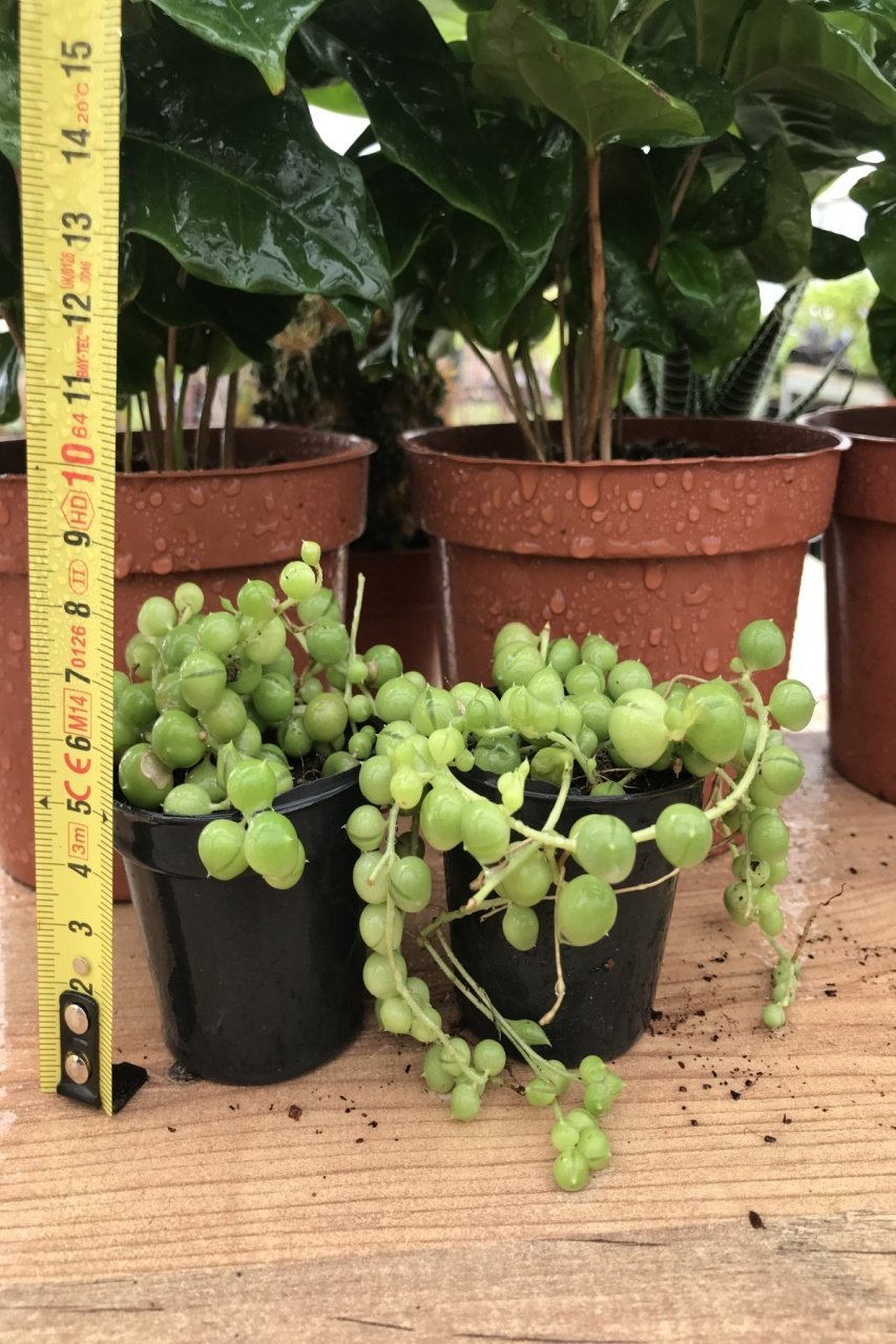 Senecio Herrianus Tesbih Çiçeği Boncuk Sukulent  (5.5 luk Saksıda)