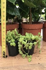 Senecio Herrianus Tesbih Çiçeği Boncuk Sukulent  (5.5 luk Saksıda)