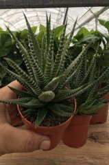 Zebra Desenli Haworthia Minima var. Poellnitziana (8.5 luk Saksıda)