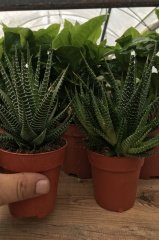 Zebra Desenli Haworthia Minima var. Poellnitziana (8.5 luk Saksıda)