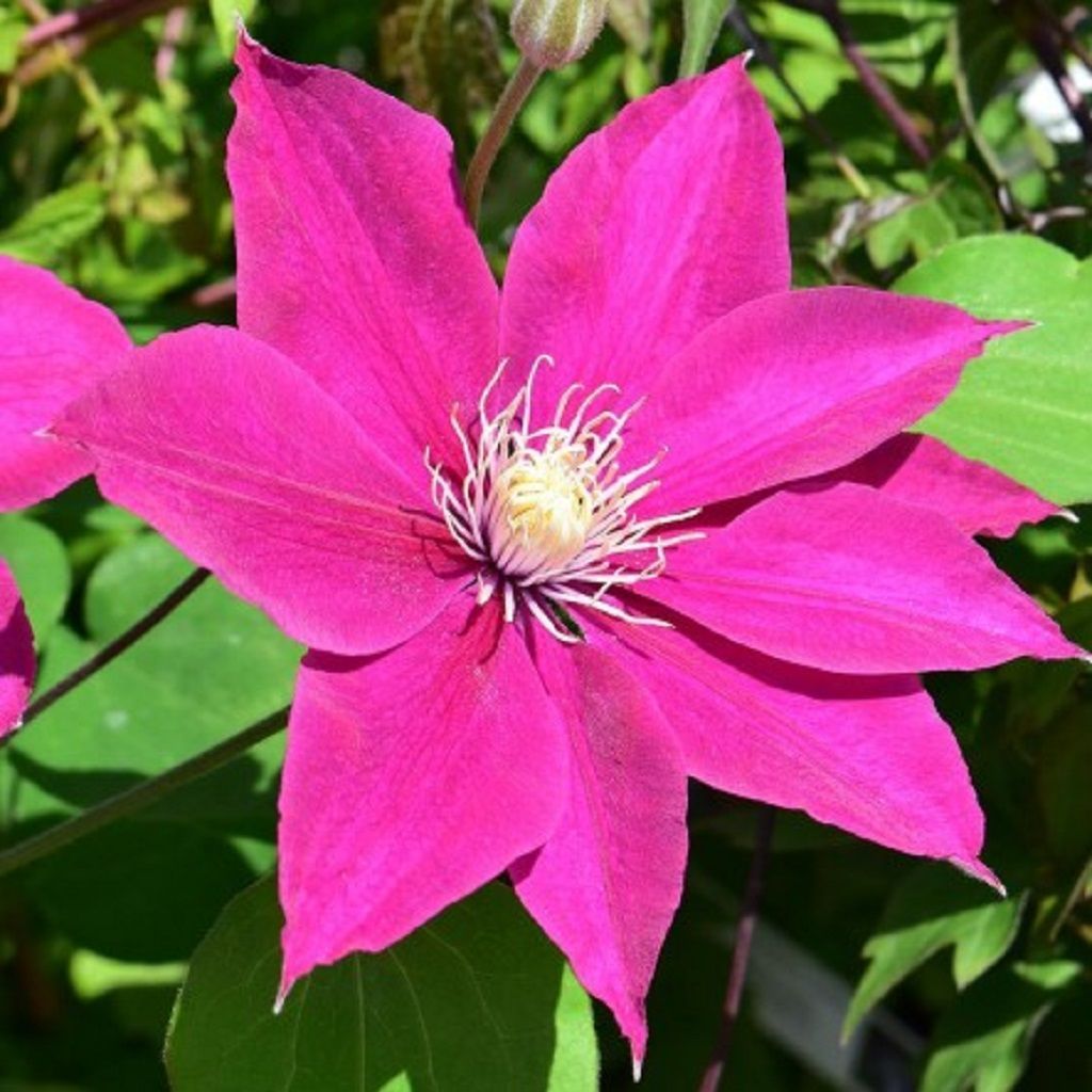 Pembe Orman Asması Çiçeği Pink Clematis Çiçeği (1 Kök)