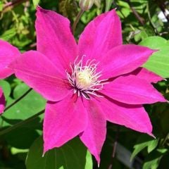Pembe Orman Asması Çiçeği Pink Clematis Çiçeği (1 Kök)