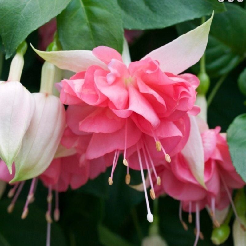 Özel Nadir Peachy XXL Dev Çiçekli Küpe Çiçeği Fidesi (1 Fide)