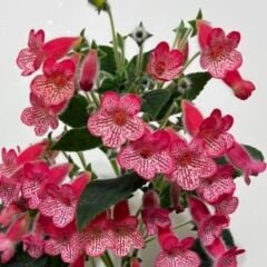 Özel Manchu Kohleria Japon Küpelisi Çiçeği Fidesi (Mini Saksıda)