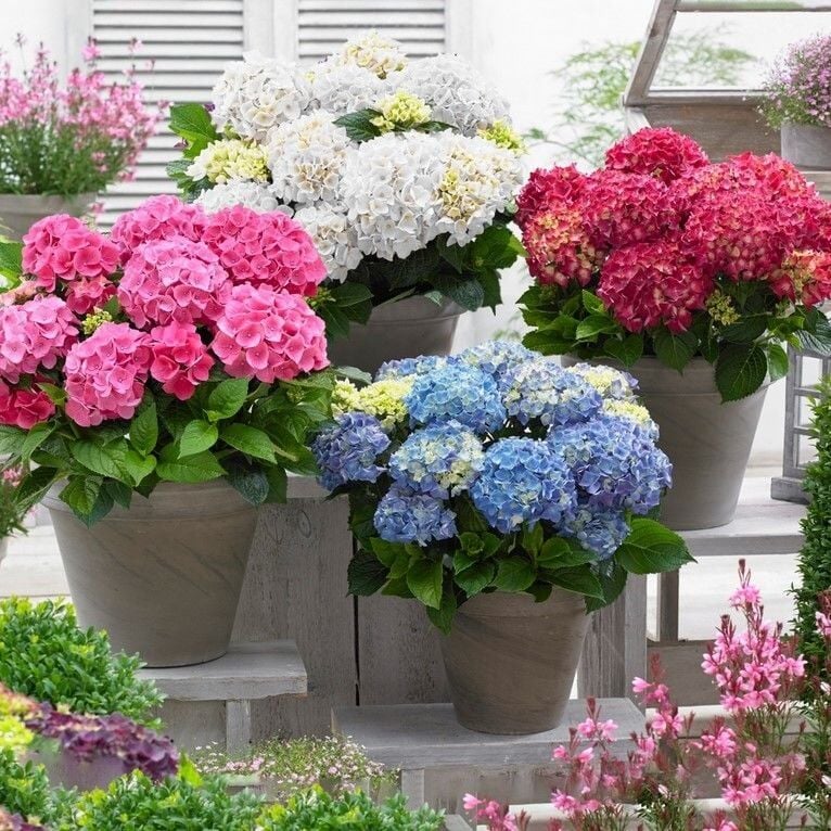 Mixed Karışık XL Dev Çiçekli Ortanca Çiçeği Fidesi (3 Fide)