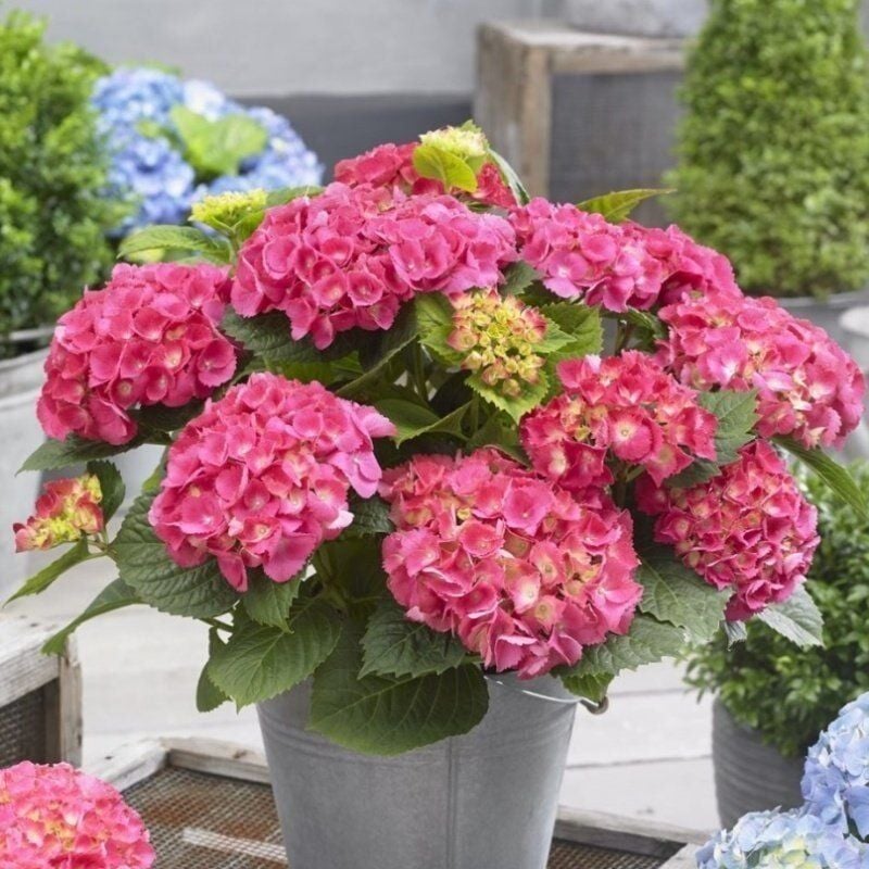 XL Dev Pembe Çiçekli Ortanca Çiçeği Fidesi (1 Fide)