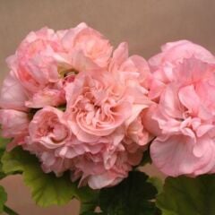 Nadir Sophia Emma Gül Sardunya Çiçeği Fidesi( 1 Fide)