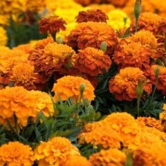 Turuncu Renkli İri Çiçekli Kadife Çiçeği Orange Marigold (3 Adet)