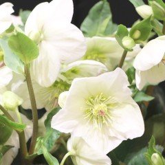 Tüplü Hellebrous Green Rose Noel Gülü Çiçeği Fidesi 1 Adet