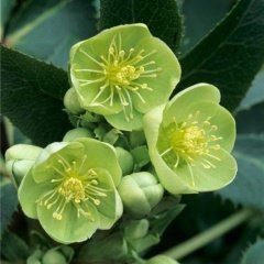 Tüplü Hellebrous Green Rose Noel Gülü Çiçeği Fidesi 1 Adet
