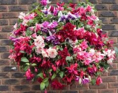 Sarkan Dev Çiçekli Fuchusia Karışık Küpeli Küpe Çiçeği Fidesi (10 Fide)