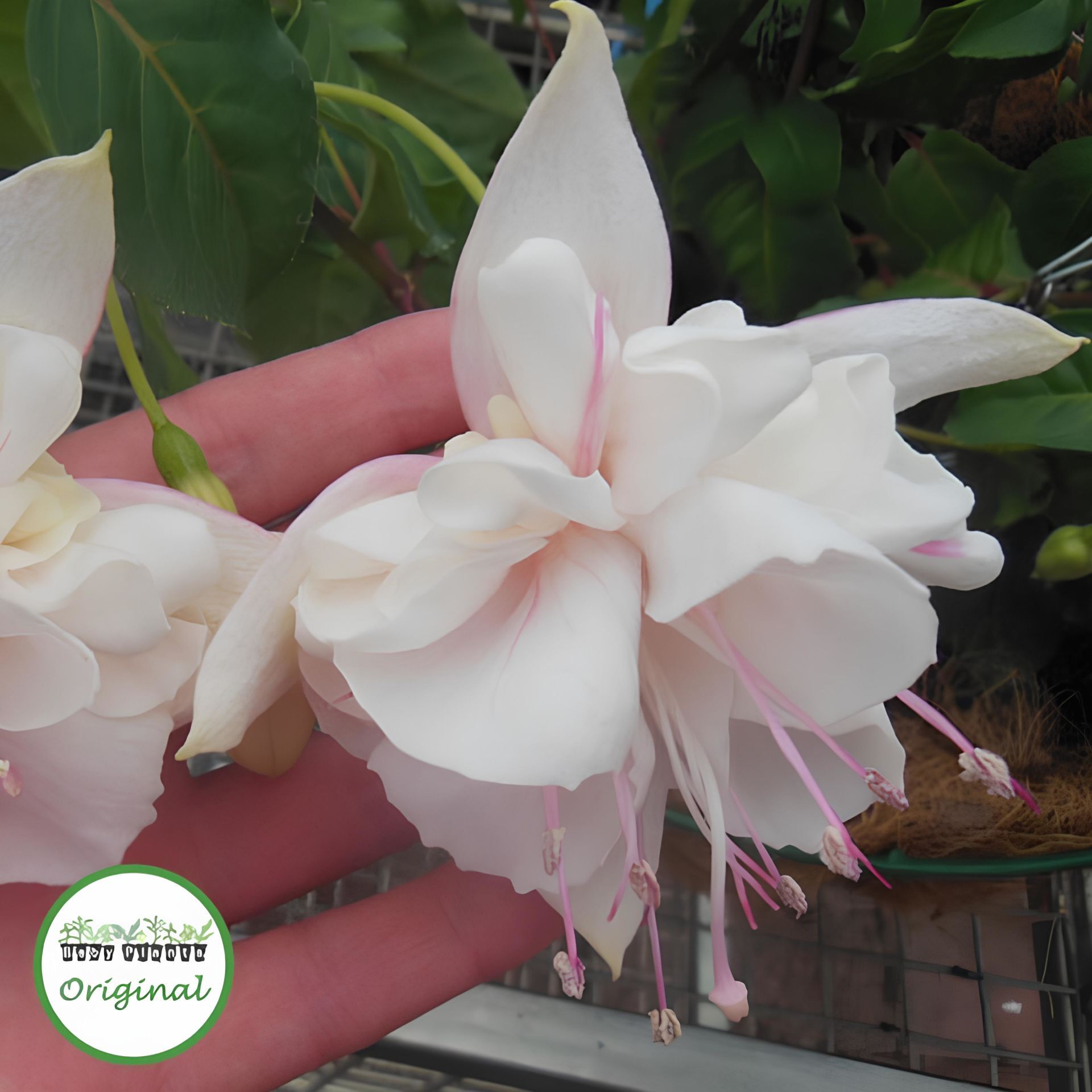 XXL Dev Çiçekli White King Beyaz Küpeli Çiçeği Fidesi (1 Fide)