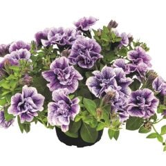 Tumbelina Priscilla Pro Kokulu Katmerli Sarkıcı Petunya Çiçeği Fidesi (1 Fide)