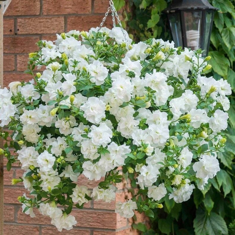 Tumbelina Diana Kokulu Katmerli Sarkıcı Superstar Petunya Çiçeği Fidesi (1 Fide)