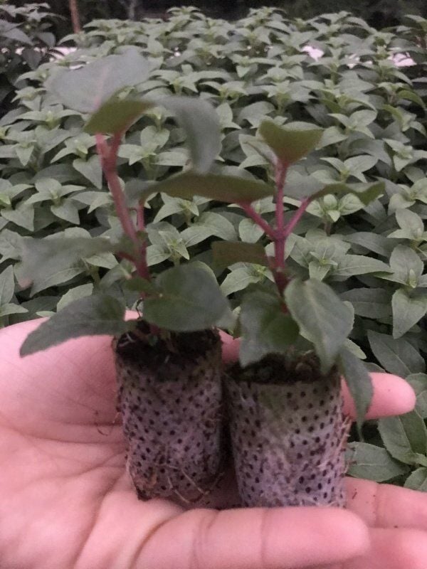 XXl Çiçekli Deep Purple Küpe Çiçeği Fidesi (1 Fide)