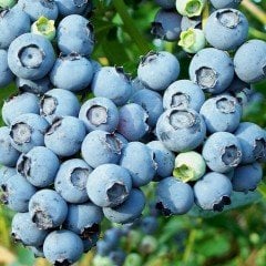 Tüplü Jersey Yaban Mersini Fidesi 5-15 Cm (5 Adet)