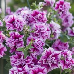 Tumbelina Helena Kokulu Katmerli Sarkıcı Petunya Çiçeği Fidesi (1 Fide)