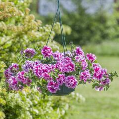 Tumbelina Helena Kokulu Katmerli Sarkıcı Petunya Çiçeği Fidesi (1 Fide)