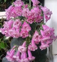 Özel Nis Elvira Kohleria Japon Küpelisi Çiçeği Fidesi (Mini Saksıda)