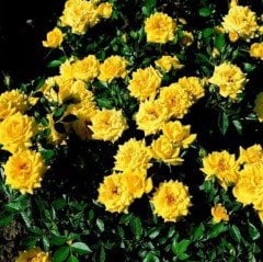 Tüplü Yediveren Summer Pompon Sarı Gül Fidanı