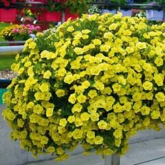 Katmerli Calita Double Sun Milyonlar Çanı Calibrochoa Çiçeği Fidesi (1 Fide)