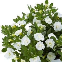 Katmerli Calita Double Snow Milyonlar Çanı Calibrochoa Çiçeği Fidesi (1 Fide)