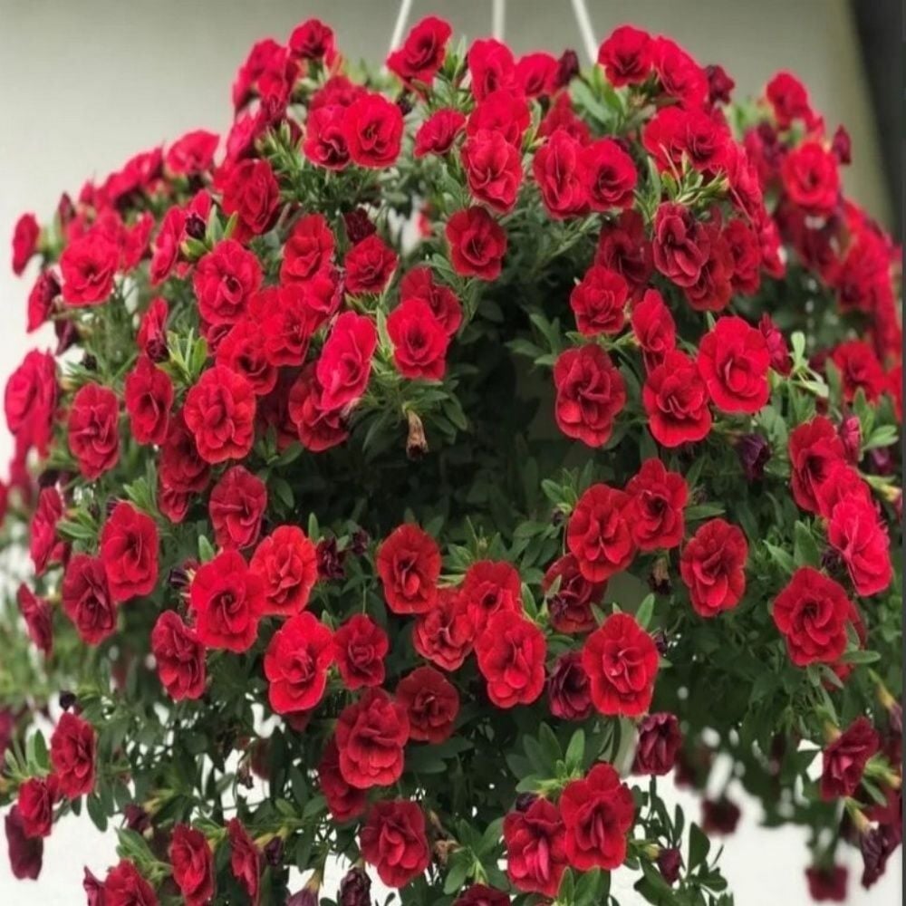 Katmerli Calita Double Red Milyonlar Çanı Calibrochoa Çiçeği Fidesi (1 Fide)