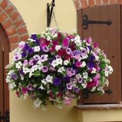 Potunia Plus Türsi Mixed Petunya Fidesi (5 Fide)