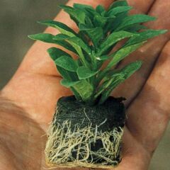 Potunia Plus Türsi Mixed Petunya Fidesi (5 Fide)