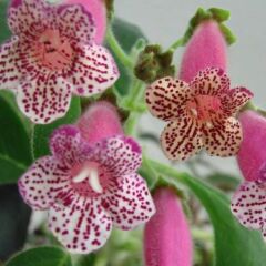 Özel Leah Kohleria Japon Küpelisi Çiçeği Fidesi (Mini Saksıda)