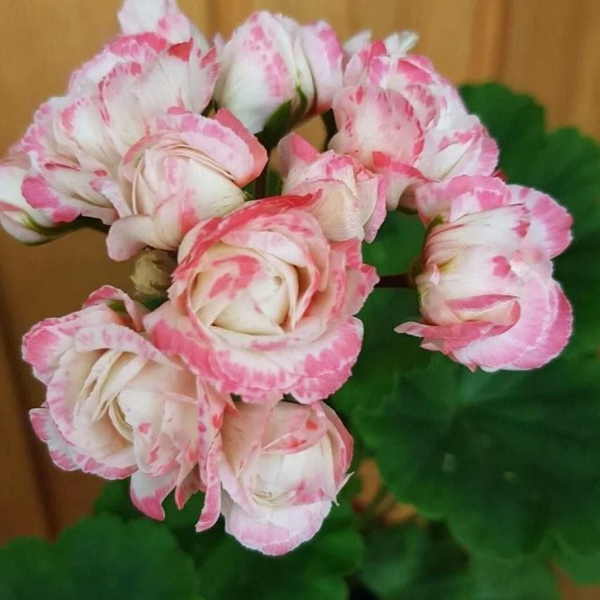 Özel Denise Appleblossom Gül Sardunya Çiçeği Fidesi (1 Fide)