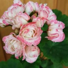 Özel Denise Appleblossom Gül Sardunya Çiçeği Fidesi (1 Fide)