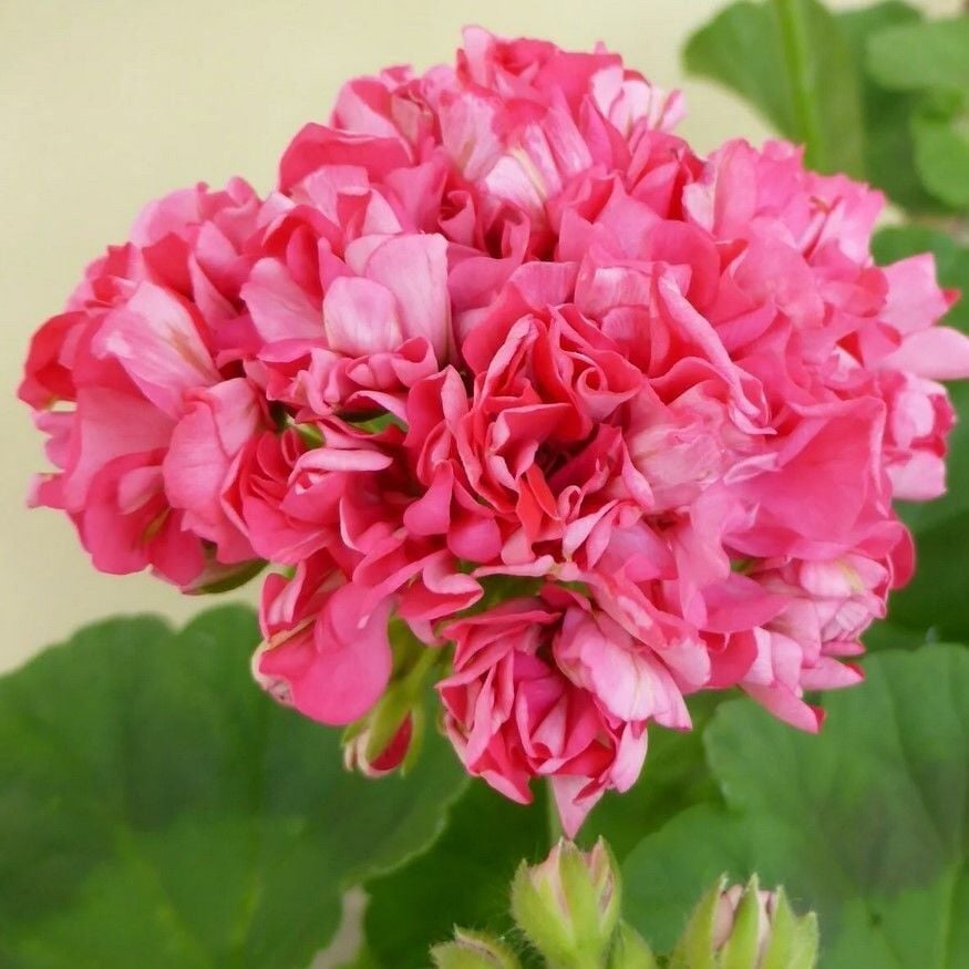 Özel Sister Henry Katlı Çiçekli Olan Gül Sardunya Çiçeği Fidesi (1 Fide)