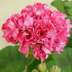 Özel Sister Henry Katlı Çiçekli Olan Gül Sardunya Çiçeği Fidesi (1 Fide)