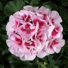 Dev İçekli Semi Double White Splash Sardunya Çiçeği Fidesi (1 Fide)