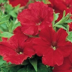 Sarkıcı Çeşit Pegasus Patio Red Star Petunya Çiçeği 9'luk Saksıda